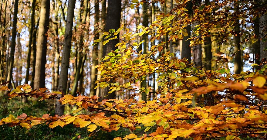 Wald, Herbst, Bäume, Natur, Blatt, Gelb, Baum, Jahreszeit, mehrfarbig, lebendige Farbe, Oktober