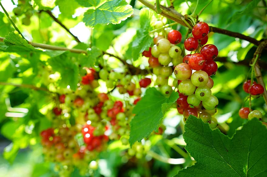 cây phúc bồn tử, trái cây, quả mọng, món ăn, tươi, khỏe mạnh, chín muồi, hữu cơ, ngọt, sản xuất, mùa gặt