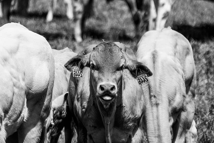 mucca, mucche, bestiame, tag, azienda agricola, animali, rurale
