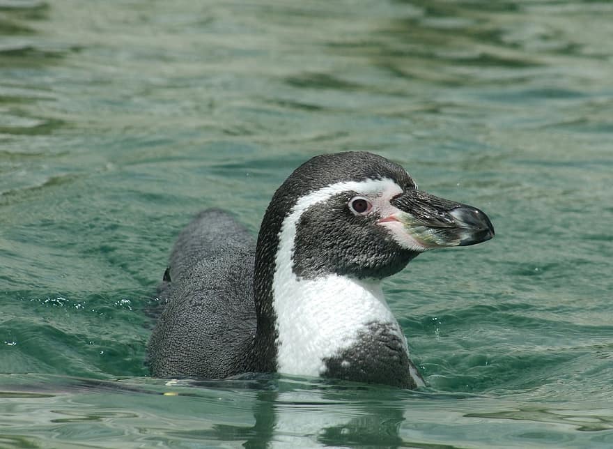 chim cánh cụt, Động vật thủy sản, bơi lội, Nước, vườn bách thú, thân thiện