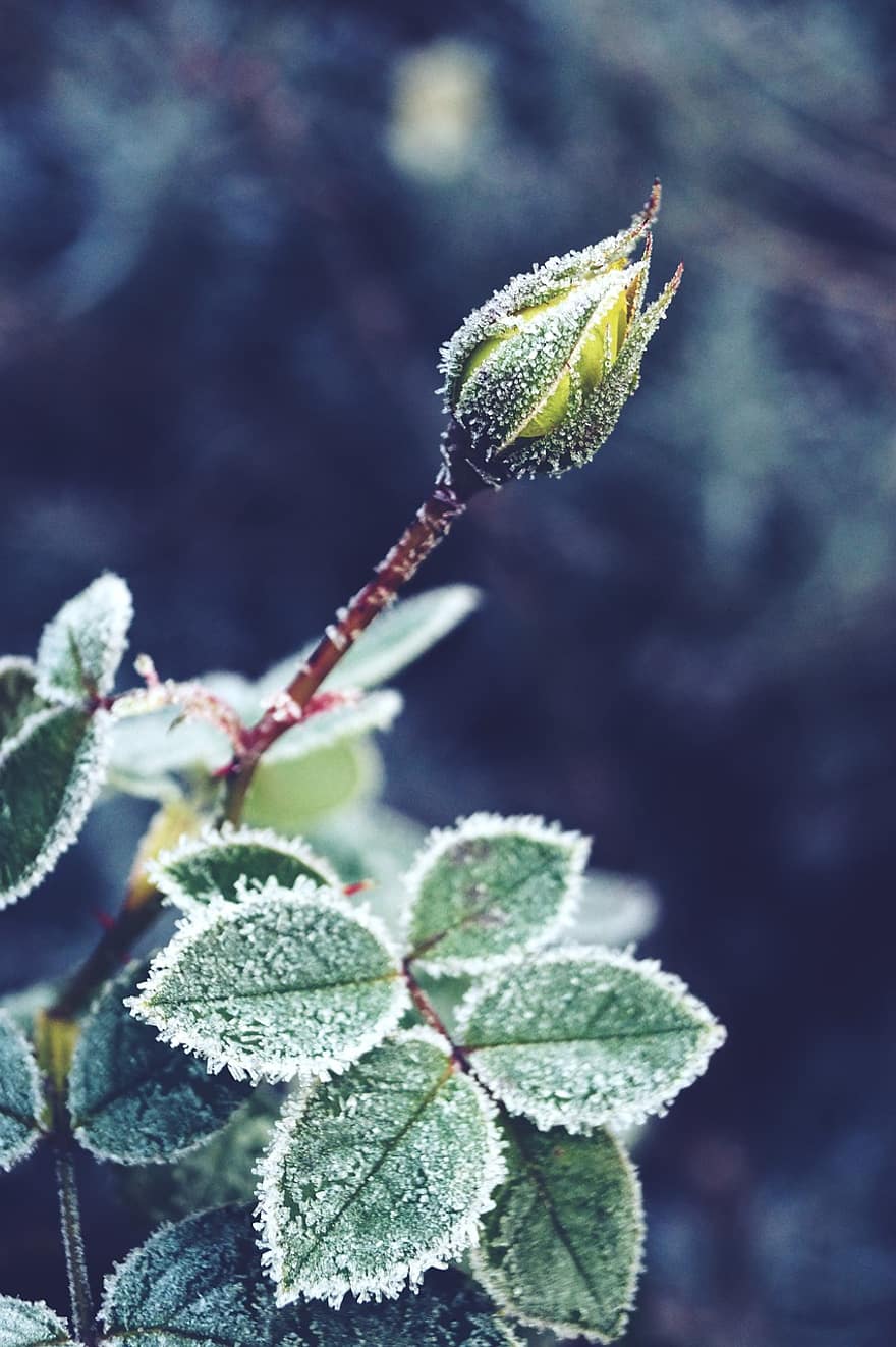Frost, Winter, Rose
