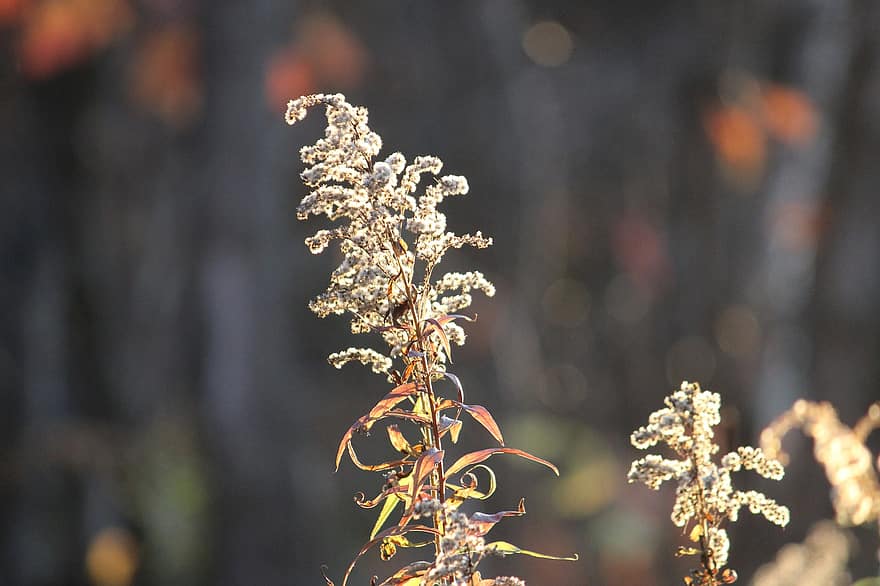 Goldenrods, Solidago, tørret græs, efterår, natur