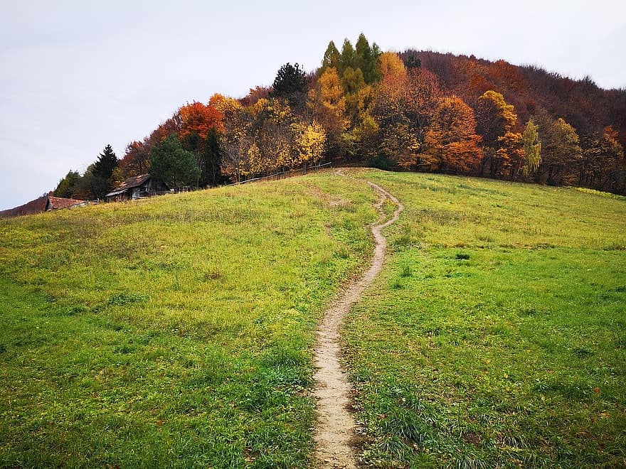 Wzgórze Pat, ścieżka, wzgórze, las, Las, jesień, trawa, krajobraz, drzewo, scena wiejska, łąka