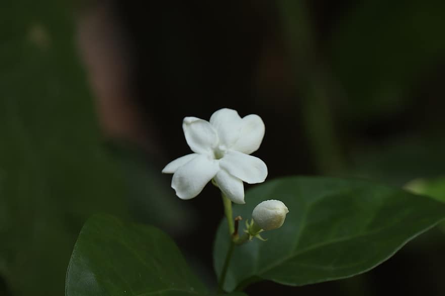 flor de gessamí, Kerala, naturalesa, verd, Índia, a l'aire lliure