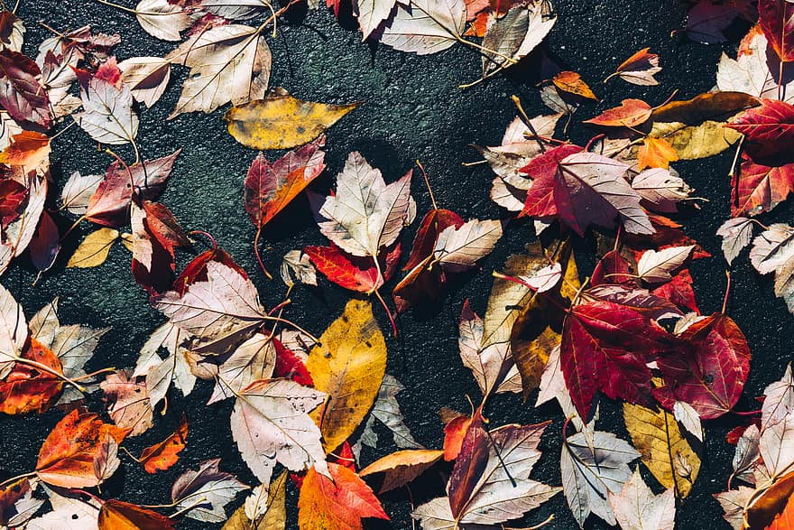 есен, падане, листа, купчина, цветен, шума, листо, текстура, клен, кафяв, октомври