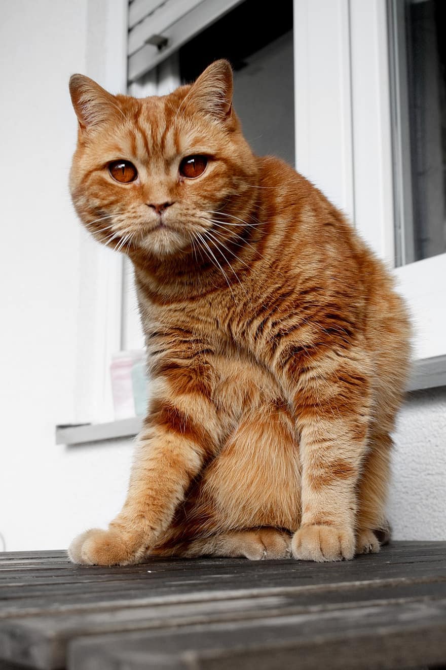 brytyjski krótkowłosy, czerwony pręgowany, pomarańczowy kot, Pomarańczowy, koci, zwierzę domowe, portret, portret kota, ssak, zwierzę, krajowy