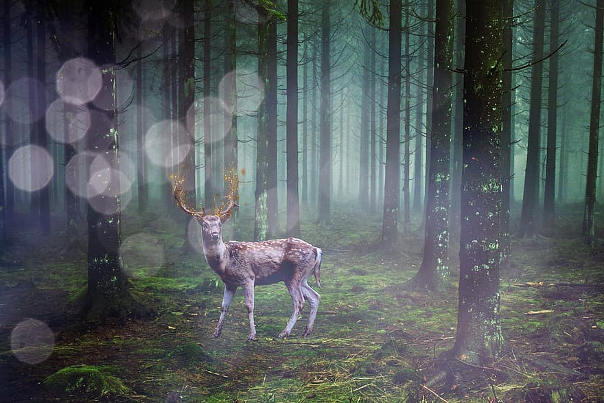 Hirsch, Nebel, Wald, Bokeh, grimmig, Tier, Baum, Tiere in freier Wildbahn, grüne Farbe, Jahreszeit, Herbst