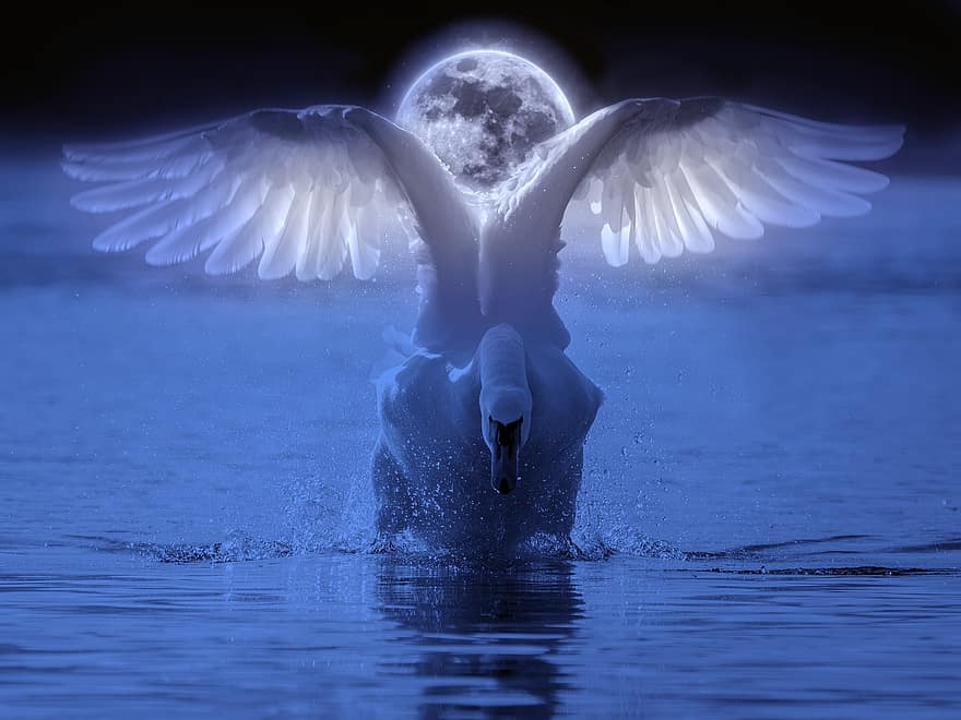 cisne, lago, asas, noite, lua, azul, fantasia, natureza, animal