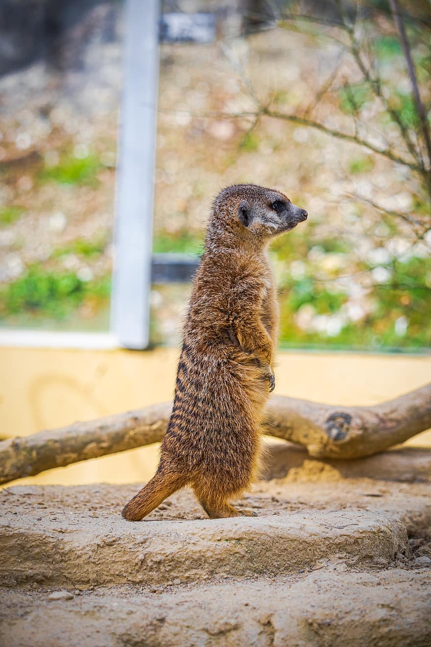 meerkat, posando, jardim zoológico, panorama, natureza, excursão, pequeno, fofa, animais em estado selvagem, mangusto, olhando