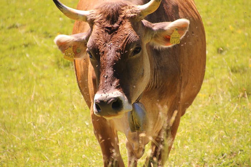 牛、反すう動物、乳牛、家畜、角、アルゴイ、牧草地で牛します。