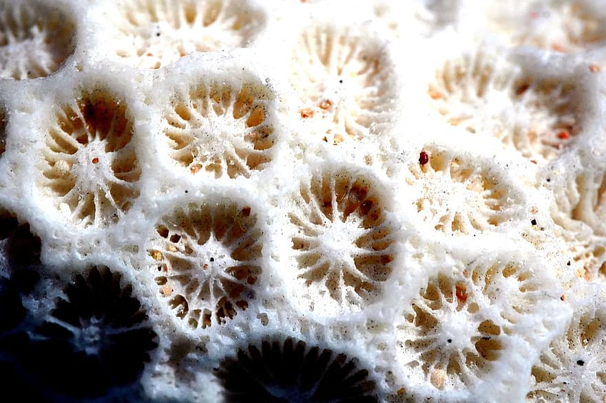 corales, acropora, vida marina, macro