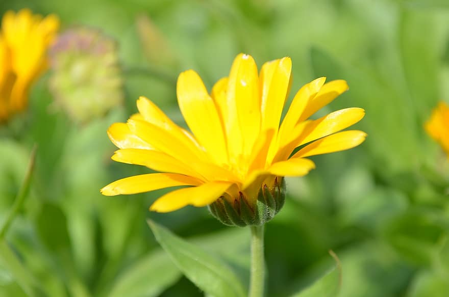 Field Marigold, bunga, menanam, bunga kuning, kelopak, berkembang, terang, alam