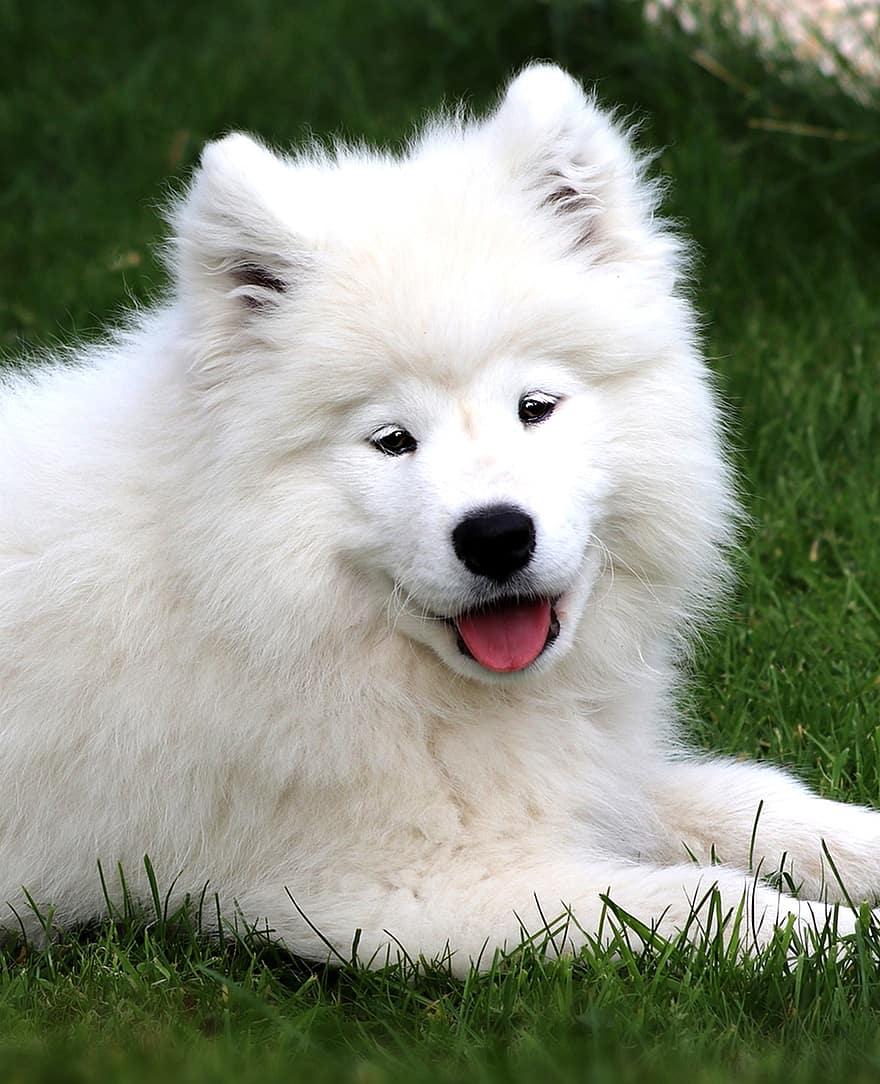 samoyed, pooch, puppy, hond, huisdier, dier, teef, jonge hond, witte hond, huishond, hoektand