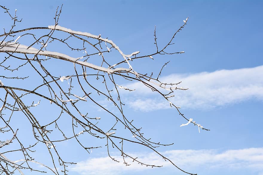 Branches, Frost, Sky, Winter, Hoarfrost, Ice, Cold, Bare Tree, Tree, Winter Branch, Nature