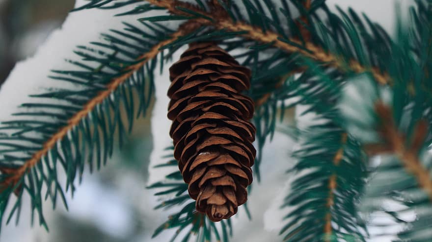 Pine Cone, Forest, Nature, Macro, Fir Branches, Branches, tree, close-up, coniferous tree, branch, plant