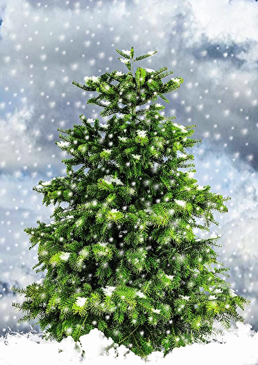 fyrretræ, jul, juletræ, vinter, vinterlige, gran nål, snedækket, sne, vinterblast, kold, sneet inde
