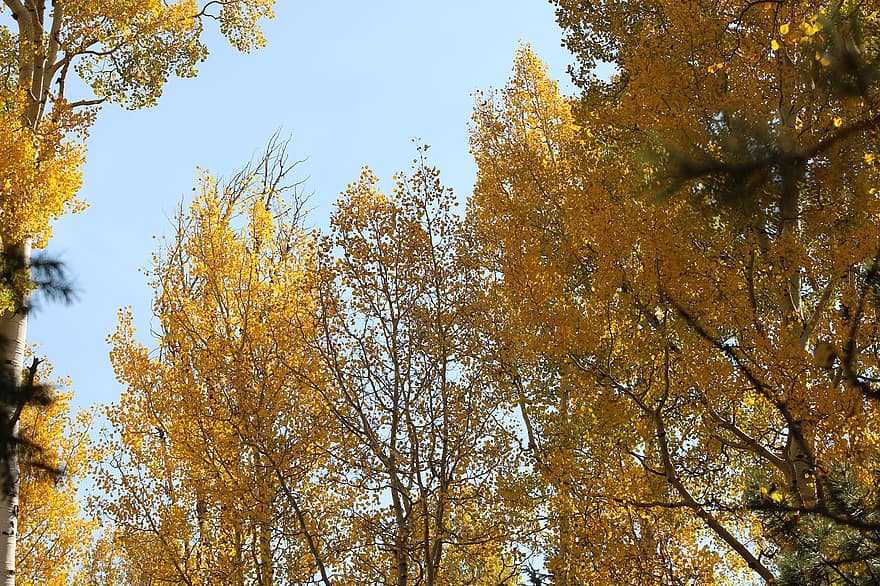 spadek, drzewa, las, odchodzi, listowie, gałęzie, jesień, Las