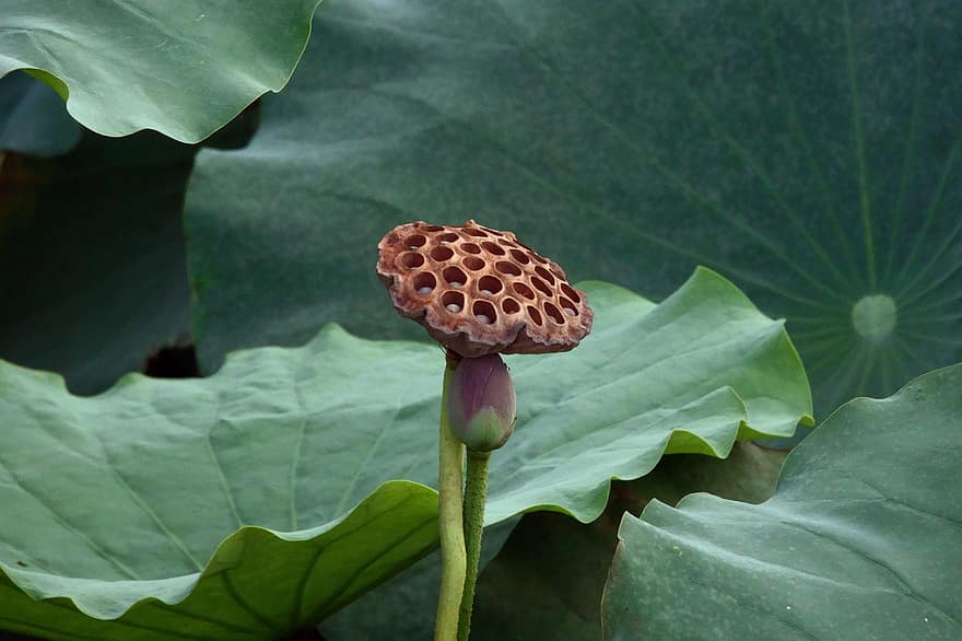 Aquatic Plant, Lotus, Lotus Leaf, Bud, Lotus Seeds, Fruit, Stalk, leaf, plant, close-up, green color