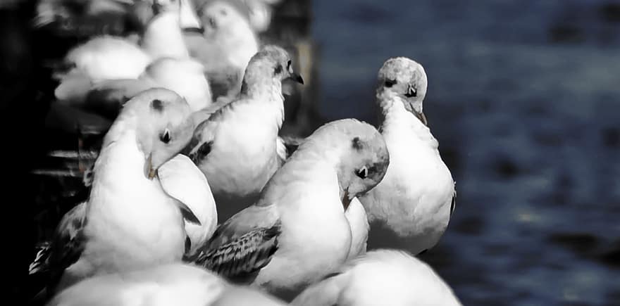 Birds, Gulls, Young, beak, feather, seagull, animals in the wild, close-up, sea bird, farm, black and white