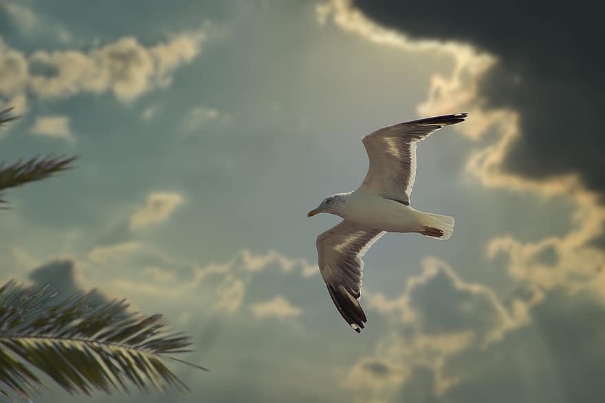 Seagull, Bird Of Prey, Raptor, Plumage, Sunset, Fly, Sky, Feather, Wings, Flight, Flying