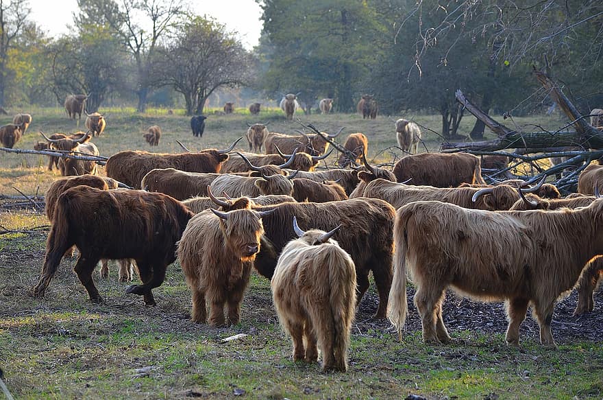 animal, bovina, ganado, al aire libre, pasto, especies, fauna