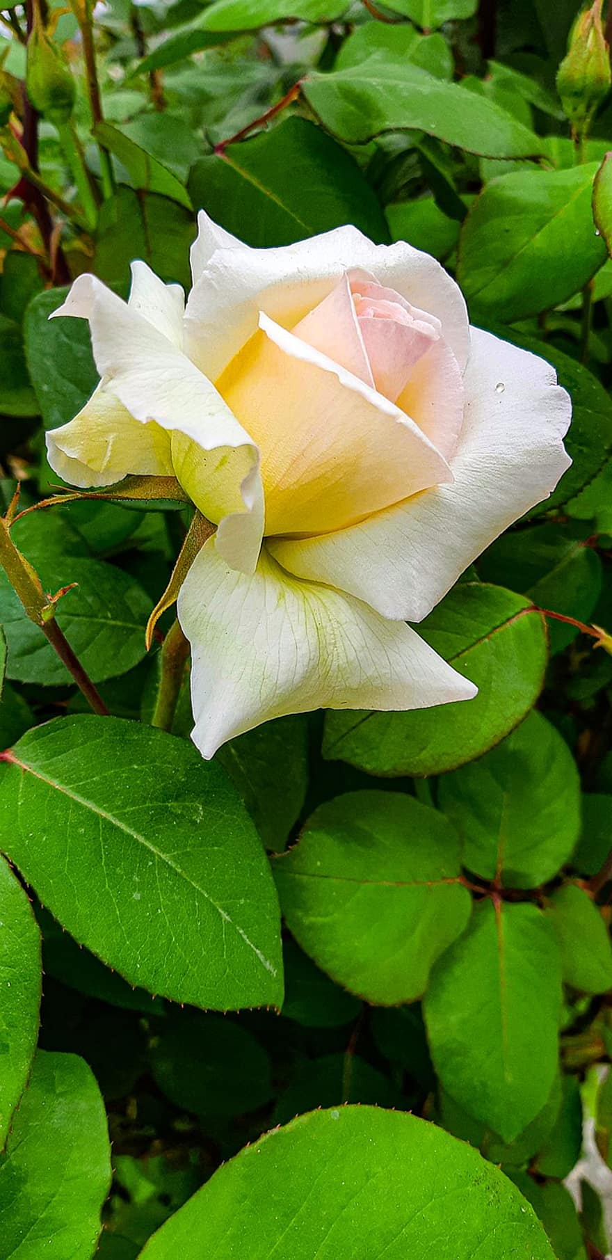 Rose, hvid rose, hvid blomst, natur, flor, blomst