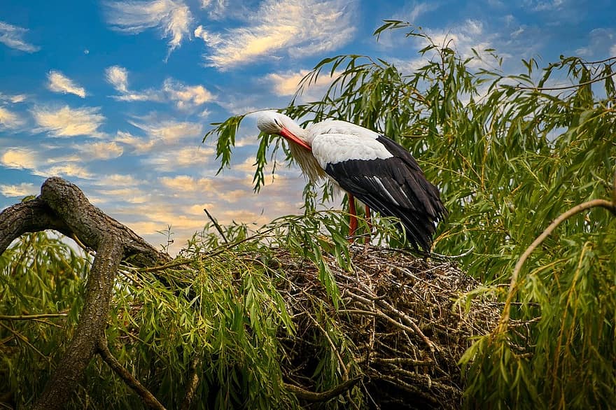 Stork, Bird, Perched, Animal, Stork Nest, White Stork, Feathers, Long Legged, Plumage, Bill, Ornithology