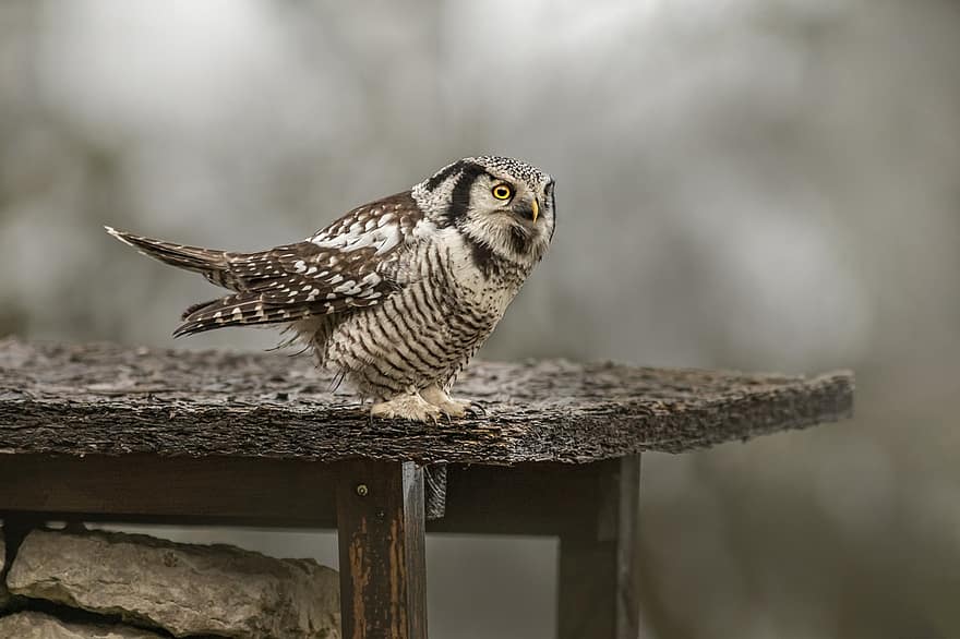 Owl, Bird, Perched, Animal, Bird Of Prey, Northern Hawk-owl, Feathers, Plumage, Beak, Bill, Bird Watching