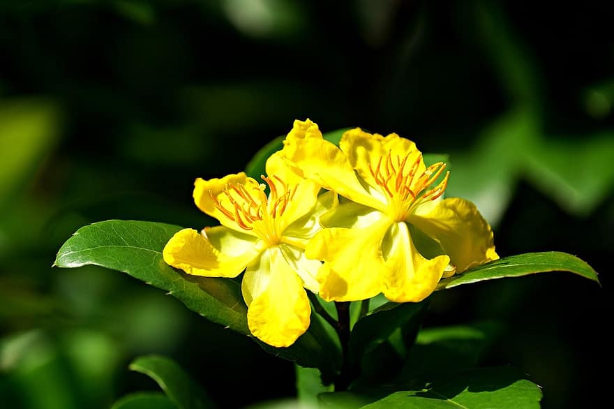жълт кантарион, цвете, растение, жълти цветя, листенца, разцвет, флора, природа, едър план, лято, жълт