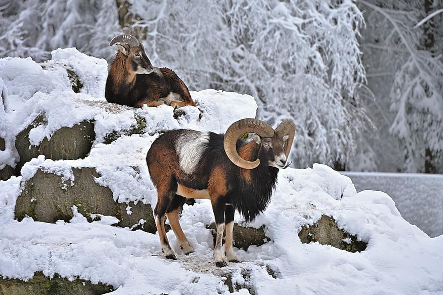 muflone, animali, la neve, pecore selvagge, mammiferi, ruminante, bock, natura, corna, inverno, freddo