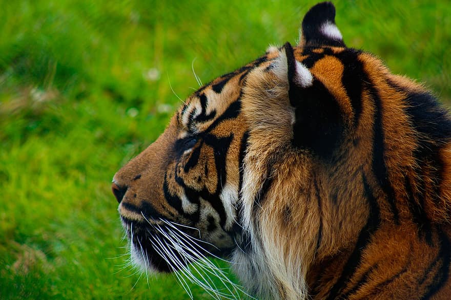 con hổ, thú vật, cái đầu, động vật ăn thịt, động vật hoang dã, nguy hiểm, con mèo, động vật có vú, hoang dã, mèo rừng, vườn bách thú