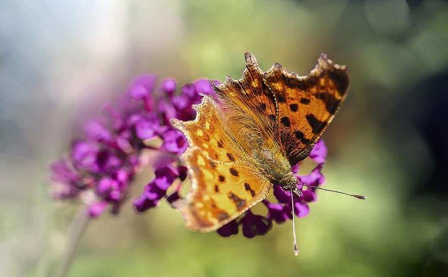 motýl, motýlí křídla, lepidoptera, entomologie, hmyz, křídla, Příroda, makro fotografie, fialové květy, květenství