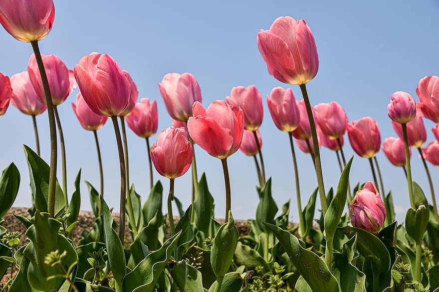 flors, tulipes, primavera, estacional, florir, flor, botànica, pètals, macro, creixement, tulipa