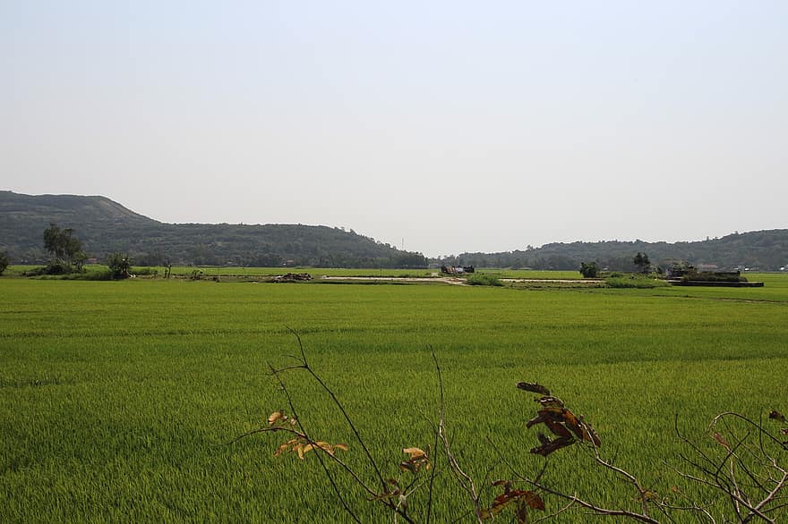 Vietnam, Asia, campo, arroz, granjero, agricultura, granja, verde, naturaleza, viaje, cielo