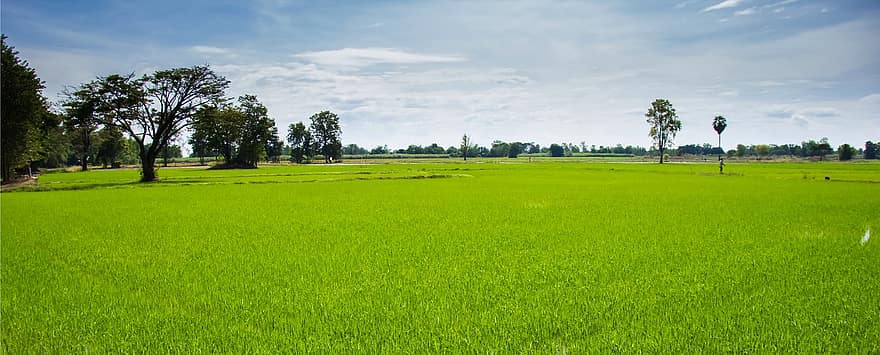 fondo, campo, comida, verde, natural, naturaleza, arrozal, arroz