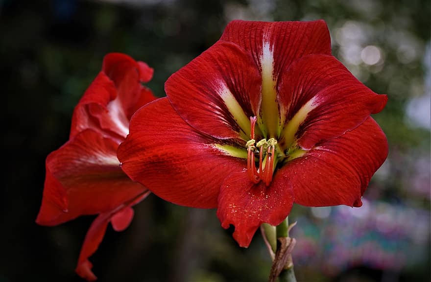 Randiga Barbadosliljor, blommor, liljor, röda liljor, kronblad, röda kronblad, blomma, flora