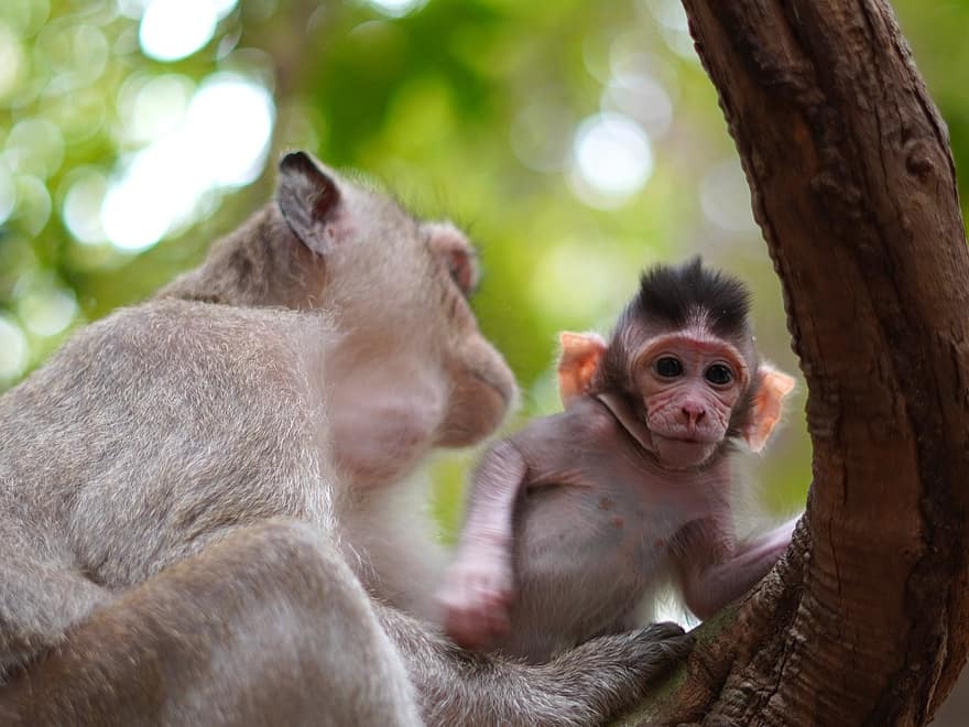 mono, bebe mono, madre, animales, primates, bebé animal, fauna silvestre, primate, linda, pequeña, animal joven