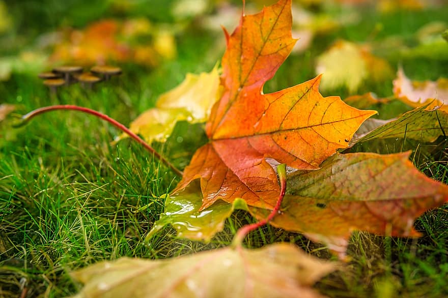 ősz, levelek, fű, lehullott levelek, juharlevelek, őszi levelek, őszi színek, őszi lombozat, esik lombozat, őszi szezon, színes