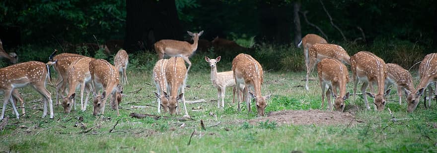 Deer, Wild, Group, Herd, Brace