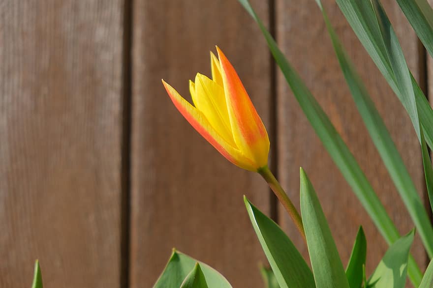fiore, tulipano, pianta, primavera, giardino, natura, giallo, le foglie, tulipano selvatico, fioritura, fiorire