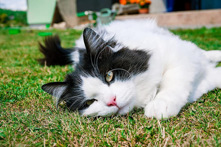 Cat, Grass, Pet, Feline, Mammal, Garden, Animal, Nature, pets, cute, domestic cat