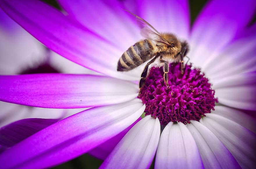 pszczoła miodna, pszczoła, kwiat, margeryt przylądkowy, owad, pyłek, zapylanie, fioletowy kwiat, płatki, roślina, Natura