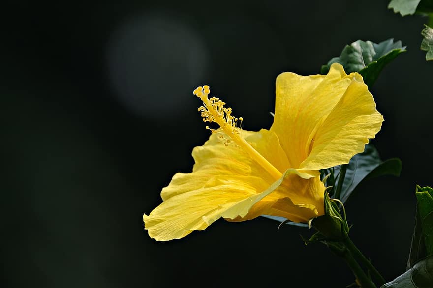 poślubnik, żółty hibiskus, żółty kwiat, ogród, kwiat, flora, żółty, zbliżenie, roślina, liść, płatek