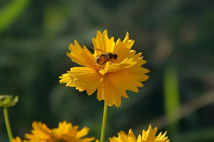 蜂、花、花びら、花粉、蜜を集める、おしべ、翼