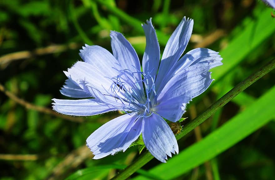 цикорій, квітка, блакитна квітка, пелюстки, блакитні пелюстки, цвітіння, флора, природи, впритул