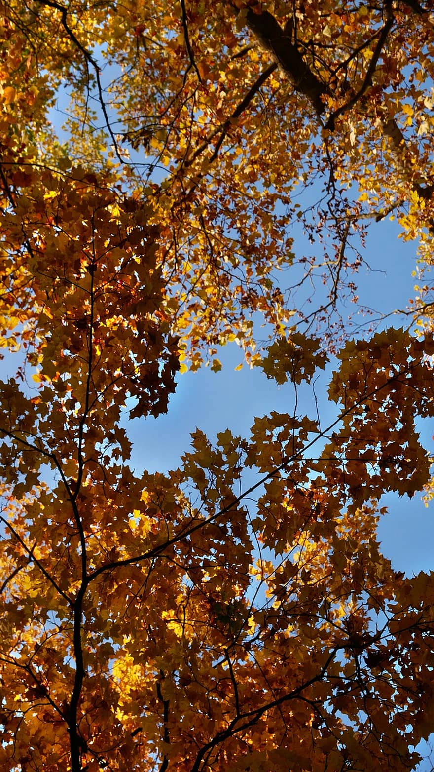 podzim, světlo, povlečení na postel, stromy, les