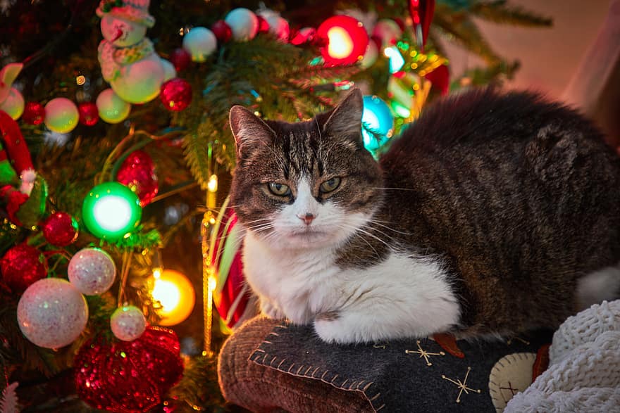 cat, christmas, pet, animal, tree, holiday, feline, festive, looking, colorful, lights