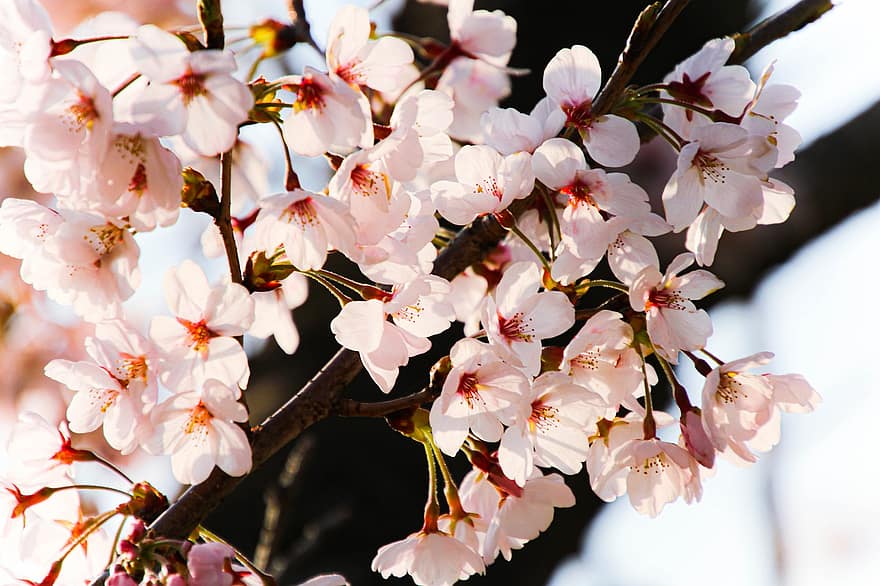 Kirsebær blomster, lyserøde blomster, sakura, Kirsebærtræ, blomster, forår