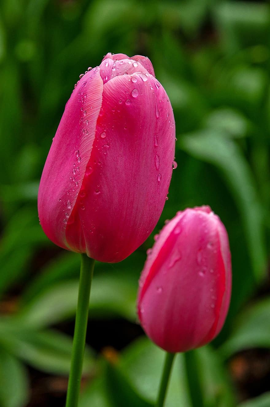 tulipaner, blomster, hage, rosa blomster, dugg, duggdråper, petals, rosa petals, blomstre, blomst, flora
