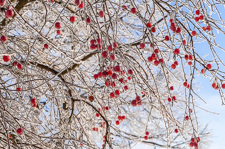 pomes, pomera, arbre, neu, Nadal, naturalesa, temps, zing, fred, gelades